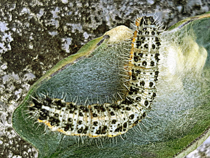 Bruco di... Pieris brassicae